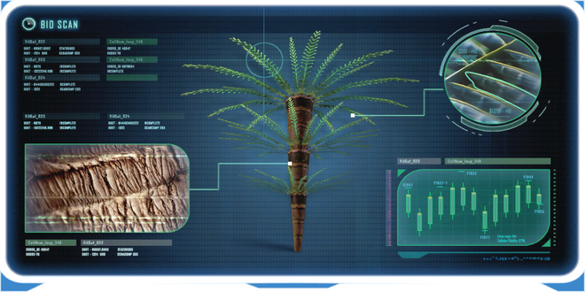 Fern Palm-0.png