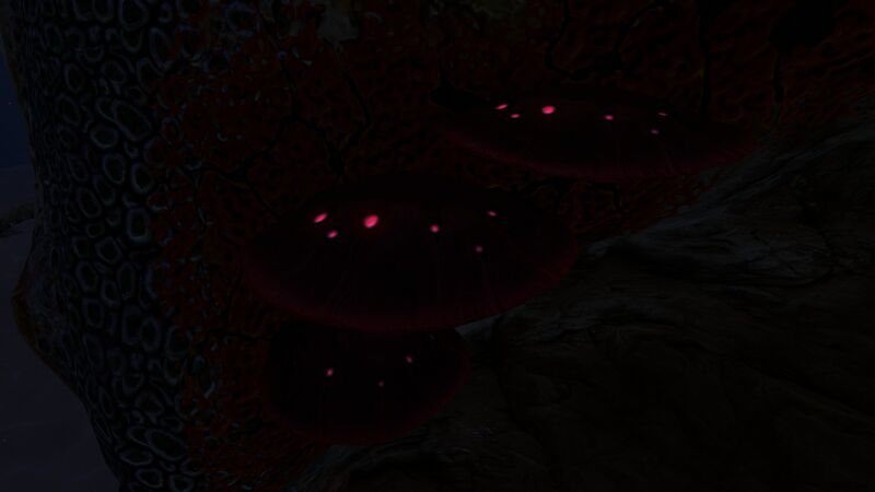 File:Table Coral (10).jpg