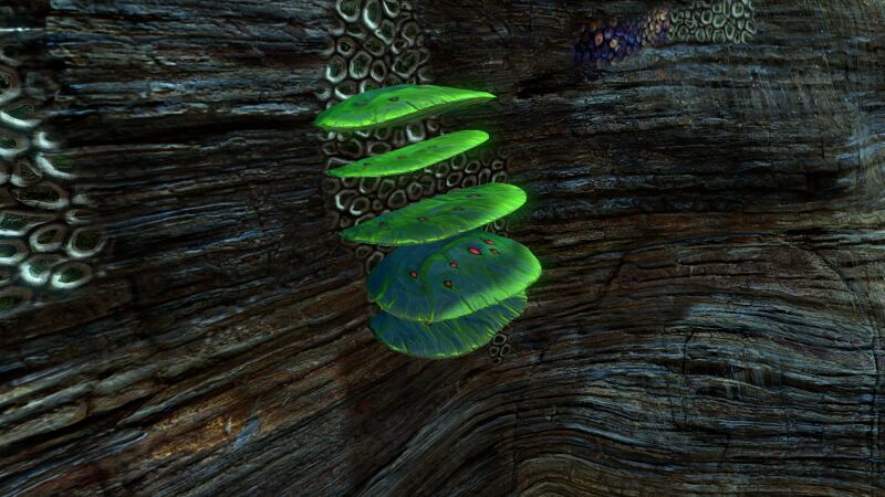 File:Table Coral (5).jpg