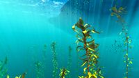Another transition with the Kelp Forest