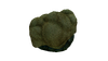Brain Coral Fauna.png