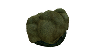 Brain Coral Fauna.png