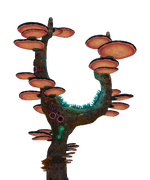 Coral Tree Fauna.png