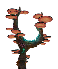Coral Tree Fauna.png