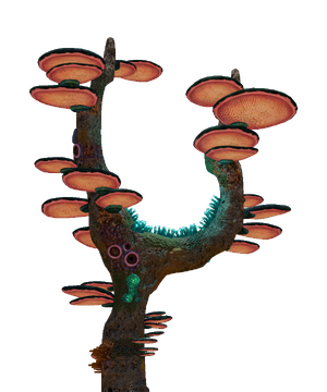 Coral Tree Fauna.png