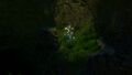 An Eye Stalk in the Kelp Forest Caves