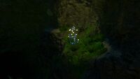 An Eye Stalk in the Kelp Forest Caves
