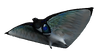 Skyray Fauna.png