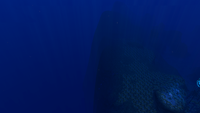Drop off into the Void from the Grand Reef