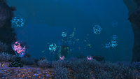 Flora found in the Grand Reef