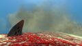 Thumbnail for version as of 13:35, 29 July 2015