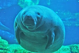 Sea Cow.jpg