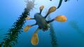 Hoverfish in Kelp Forest