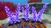 Purple Stalk01.jpg