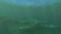 The Border between the Kelp Forest and the Crag Field