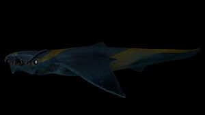 Brute Shark Night.jpg