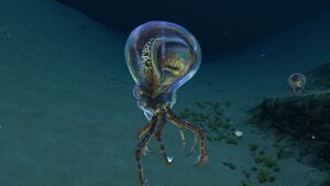 CrabsquidSideShot.jpeg