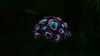 Bioluminescence