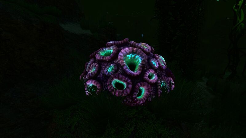 File:Purplebraincoral2.jpg