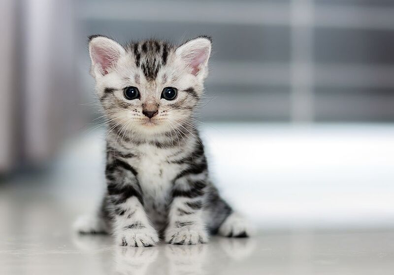 File:4-ways-cheer-up-depressed-cat.jpg