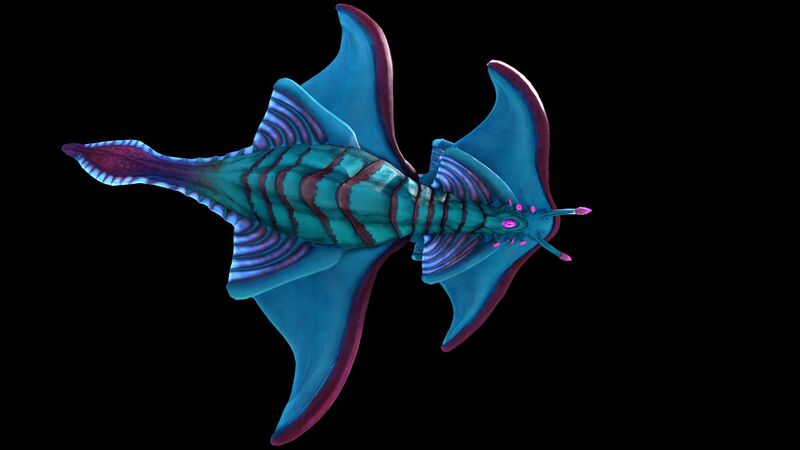 File:Arctic Ray 2.jpg