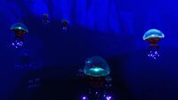 Jellyfish in the waters of the bay