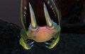 Lava Lizard Teeth