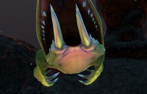 Lava Lizard 12.jpg