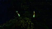 On a patch of sea moss within the Crystal Caves