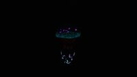 Bioluminescence