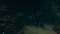 Oculus in a cave, the only place they are found outside of their natural habitat