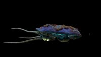 Size comparison between an adult Reefback and the player