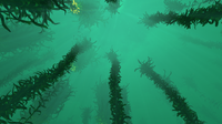 From the seabed of the Kelp Forest