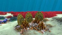 Shell Plates in the Grassy Plateaus