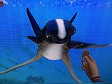 The player interacting with a cuddlefish
