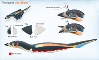 "Pinnicarid Info Sheet" (Final design) - by Alex Ries