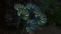 Pygmy Fan at night