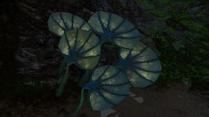 Pygmy Fan (5).jpg