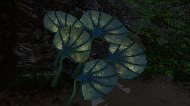 File:Pygmy Fan (5).jpg