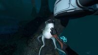 A Player playing with a Cuddlefish
