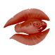 Cured Feather Fish Icon.png