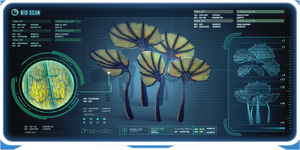 Pygmy Fan-0.png