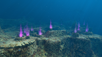 Purple Vents Biome.png