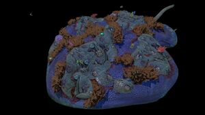 ReefbackD.jpg