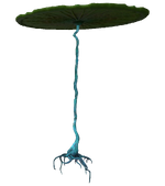Lilypad Flora.png