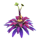 Antennae Plant Icon.png