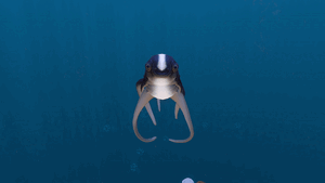 Cutefish Magic Trick.gif