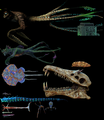 Size comparison between various leviathan and non-leviathan creatures