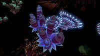 Several species of flora found in the Caves