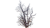 Red Branches Flora.png